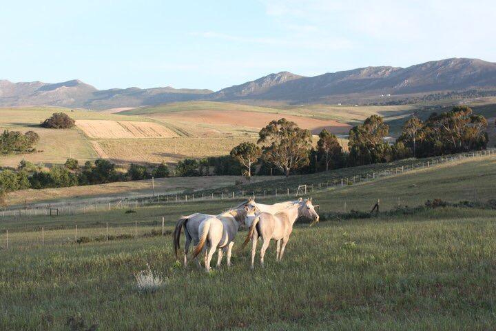 Shabach Farm Hartebeesrivier Exterior foto